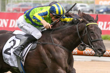 Impressive last start winner heads odds in the Pakenham Cup