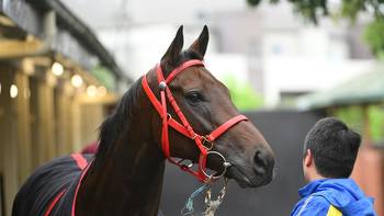 International galloper Romantic Warrior popular with punters ahead of breakfast With The Best