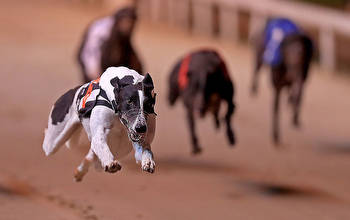 Irish Greyhound Derby: Best bets for Saturday's semi-finals