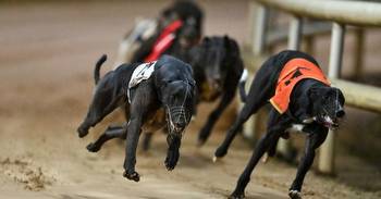 It's The Calm Before The Story On The Irish Greyhound Racing Calendar