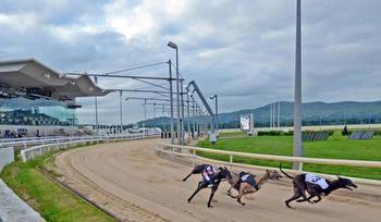 Joe Carroll: Louth's greyhound racing fraternity fast out of traps with support