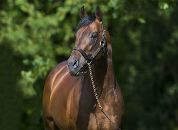 Kingman's Well-Related Sparkling Plenty Snags Marseille Feature