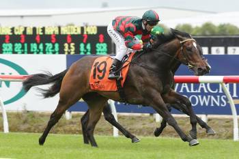 Kiwi raiders odds crunched in the Sandown Stakes