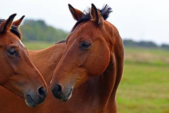 Life After Racing: How racehorses are re-trained for life off the Track