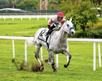 Locally owned race horse was a shining star on track