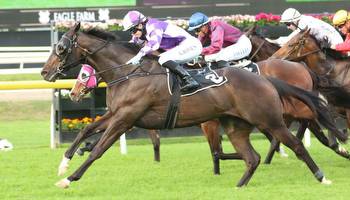 Magic Millions QTIS tipped to be a wide open field