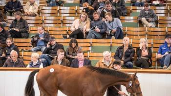 Man who spent £500,000 on 22 horses during 'medical episode' to try and sell them off