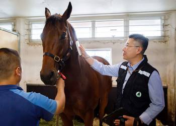 Meet the gov't veterinarian keeping Hong Kong