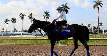 Meet the horses, owners and jockeys in the Pegasus World Cup