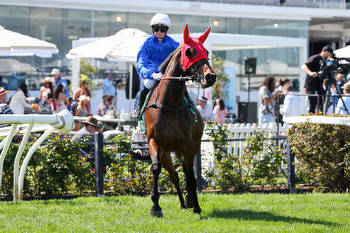 Moko to enjoy a wet Caulfield