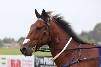 Ohoka Connor Derby bound