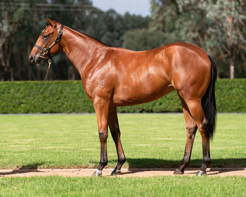 Overpass Another G1 Winner Produced by Corumbene Stud