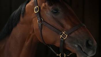Practical Move: Breeders' Cup, 2023 Kentucky Derby horse dies