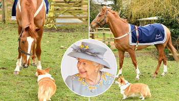 Racehorse given brilliant name in honour of late Queen makes best friends with a corgi