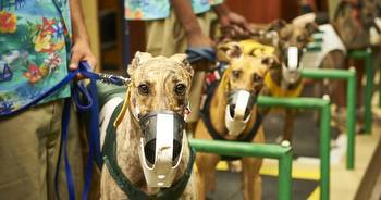 Racing Commission Director Declines to Answer Lawmaker’s Questions About Betting on Dog Racing
