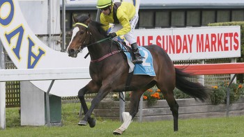 Racing: Te Rapa pointer to Guineas