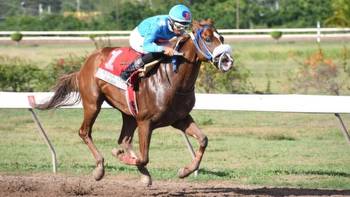 Roman achieves 100th-win milestone, as Runaway Algo romps She's A Maneater feature