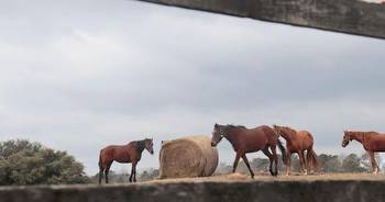 SC horse industry needs help. Is legalizing gambling the right bet?
