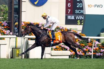 'Sprint king' Lucky Sweynesse barely comes off the bridle in dominant Sha Tin win