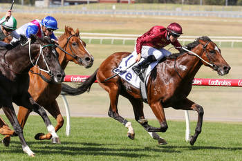 Star colt Jacquinot's odds slashed to win the Australian Guineas