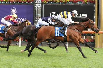 Sunshine Coast Cup a wide open betting race