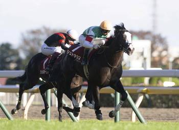 Sweet Symphony At Tokyo For Maurice Colt