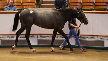 Tattersalls Book 2: Havana Gold colt tops day two