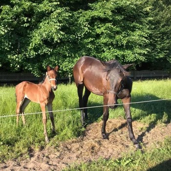 The orphan in the $1 million International Trot