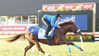 Tony Gollan rules out Cox Plate start for Antino