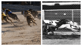 Top 3 GREYHOUNDS of all time with links to IRELAND