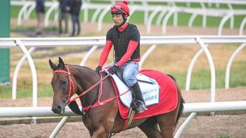 Turnbull Stakes 2023: Romantic Warrior ‘under the odds'