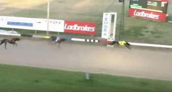 Victorian Greyhound Smashed In Million Dollar Chase Betting After Flying Trial