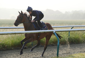 Wellington thriving at famous Manton Estate ahead of Royal Ascot raid