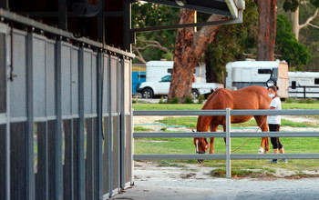 What does it mean when a horse goes to stud?