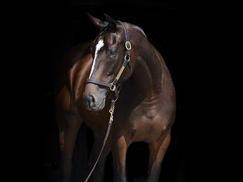 Wonder Wheel, Who Took the Greens on the Ride of a Lifetime, To Sell at Fasig November