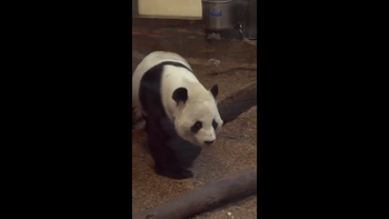 Yang Yang, Giant Panda at Zoo Atlanta, reveals Peach Bowl prediction