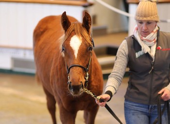 Young Sires: Who's Backing Who To Be A Success In 2024?