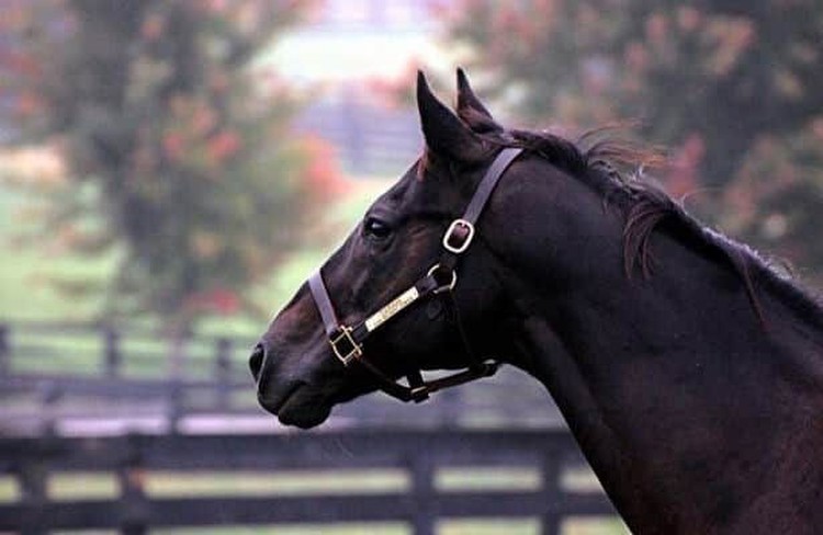 2002 Belmont Stakes winner Sarava dies at age 24