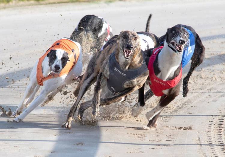 2022 Greyhound Derby Betting Is Headed by Ballinabola Ed