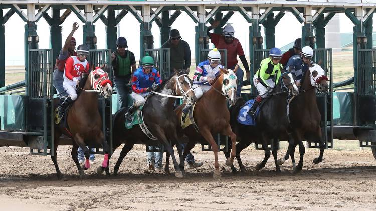 5 positive signs when betting on unraced horses