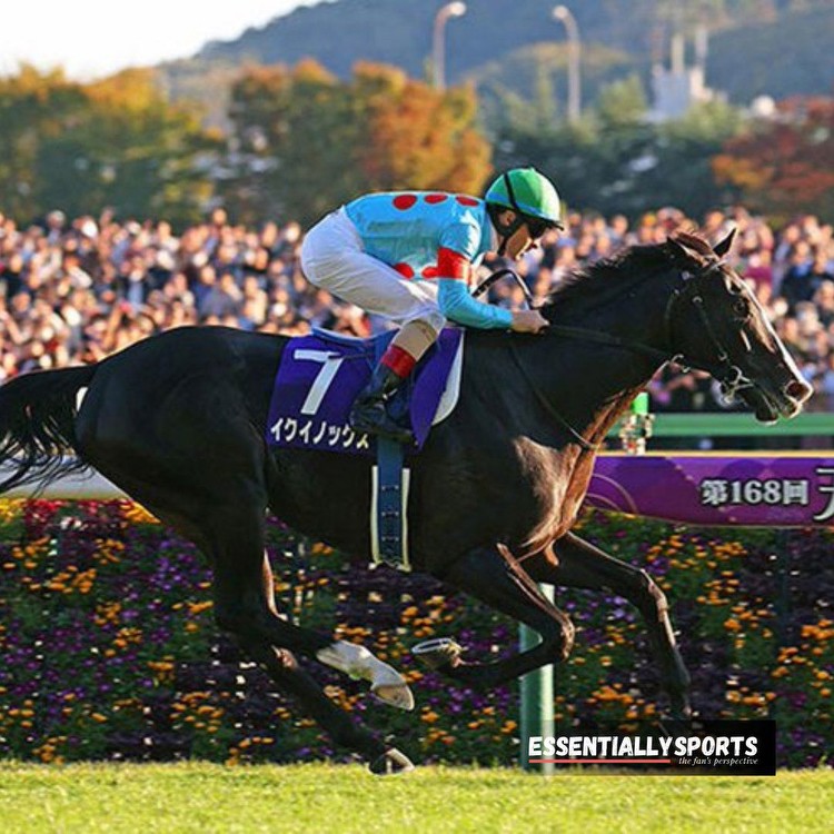Ahead of Japan Cup, Horse Racing Icon Vela Azul Aims To Repeat Gentildonna’s Double Victory