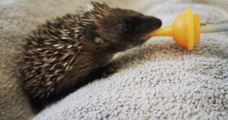 Baby hedgehog saved from vile Scots teens who tried to throw him on bonfire