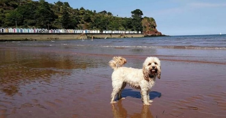 Best dog-friendly beaches in Torbay