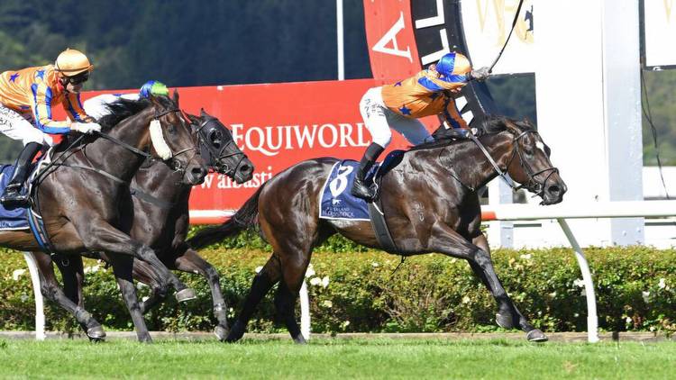 Boom Kiwi sprinter heads odds in the William Reid Stakes