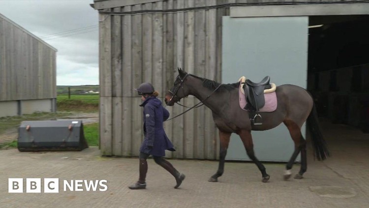 Call for more money for Cornwall's retired racehorses