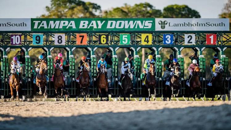 Can the Tampa Bay Derby Produce Another Kentucky Derby Winner?