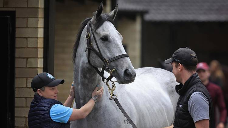 Classique Legend to resume in The Shorts at Randwick on Saturday