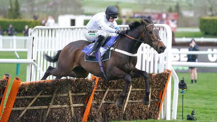 Constitution Hill: the ‘laidback’ racehorse set to light up Cheltenham
