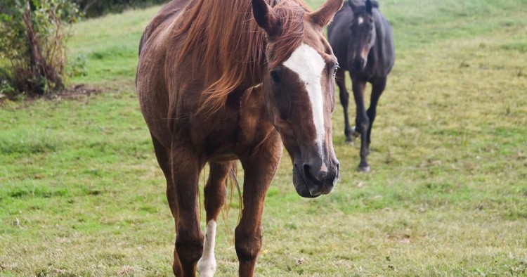 Daughter of iconic horse Secretariat makes home near Cochranton