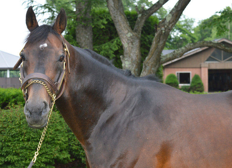 Deep Impact Filly Emulates Dam in Shuka Sho